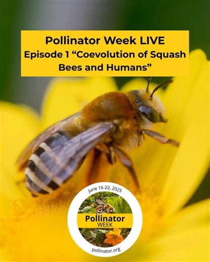 Did you know that there's such thing as a sqush bee? Named the 2025 Pollinator of the Year, squash bees (Xenoglossa) are a group of bees known for their pollination of members of the squash family- containing, zucchini, pumpkin, and gourds. Check out our first installment of the Pollinator Week Live series where we interviewed squash bee expert Dr. Sue Chan to learn more about how humans stewarded the domestication of squash crops with the help of this little pollinator. Pollinator Week LIVE Epi