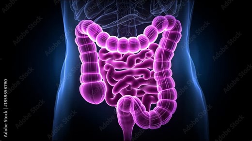 Understanding the Human Digestive System With Clear Visuals of the Intestines in Four Different Frames