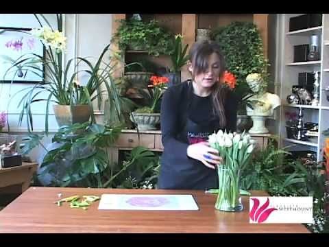Westmount Florist - How to cut Tulips