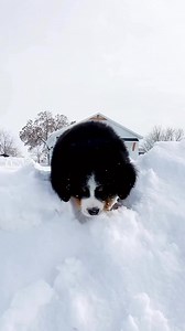 Bernese Mountain Dog puppies fascination with snow is hilarious. It was so cute watching them figure out how to roll a snowball🥹❄️😂 | Bernese Mountain Dogs