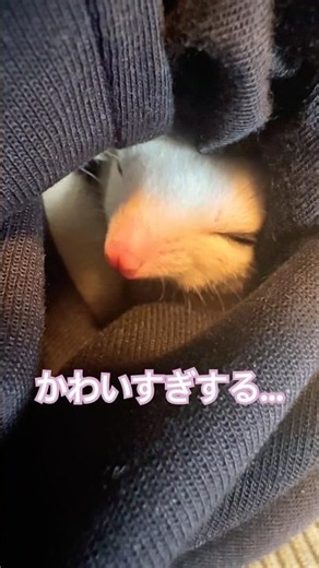 温かい主のポケットで爆睡するモモンガ…💤 #フクロモモンガ #フクロモモンガのいる暮らし #ペット #モモンガ