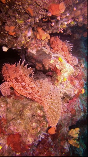 Red Scorpionfish hideout #marinelife #scubadiving #scorpionfish #fish #croatia