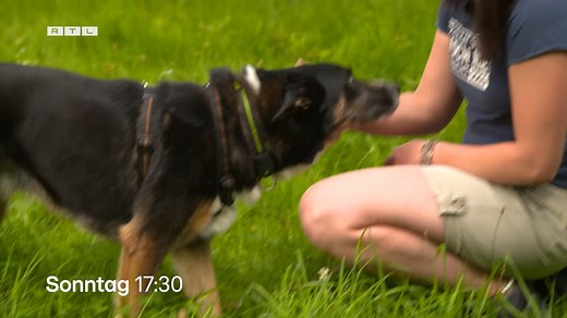 [Anzeige] So Leute, bei RTL geht es heute, ab 17:30 Uhr, wieder um Tierschutzhunde, die eine harte Vergangenheit haben, sich eine neue Chance aber so sehr wünschen. Gemeinsam mit den vielen tollen Menschen aus dem Tierschutz geben mein Martin Rütter DOGS-Team und ich für sie heute Abend wieder richtig Gas. Ich würde mich freuen, wenn Ihr dabei seid!! | Martin Rütter