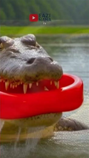 Mega python VS Crocodile #youtubeshorts #youtubegrowth #newsubscribers #movie #subscribe