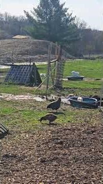 Fertilizing Goose Eggs #WhittAcres #enjoynaturetoday #homesteadinglife