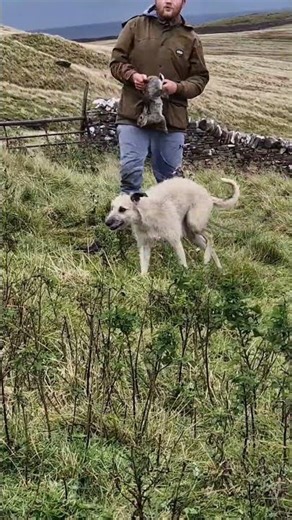#rabbiting #ferreting #hunting #lurcher #workingdogs #rabbitdog #huntinguk #catchdog #ferret