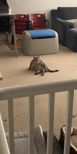 Thicc Cat Takai - Nicole Eevee Davis