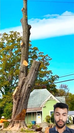 Professional Tree Cutting Techniques for Beginners #treecutting #treeremoval