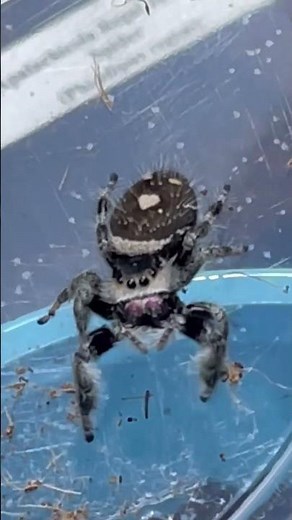 Why Spiders Have So Many Eyes .....#SpiderVision #spider #shorts