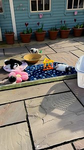 16K views · 715 reactions | Outdoor Puppers  | Biggiwigs Pekingese | Facebook