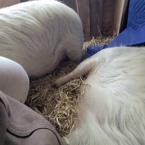 Banjo thinks he's a dog. 😂 | Polly the Performing Princess Pig