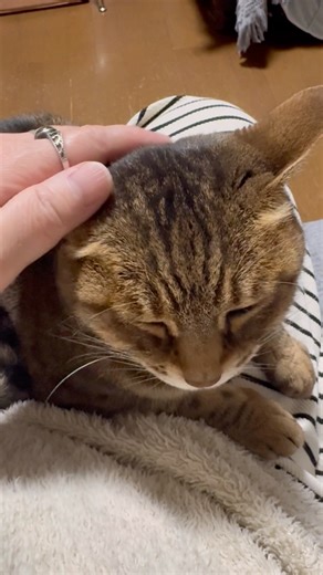 アンちゃんとあったか#ねこのいる幸せ #ねこ #ねこのいる暮らし #ねこ好き #cat #かわいい