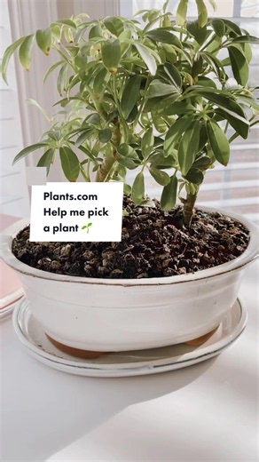 How indoor plants can transform your office space
