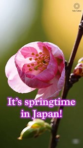 🌸 Winter always turns to spring! It’s springtime in Japan ✨ | Soka Gakkai