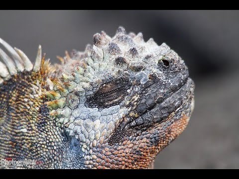 Facts: The Marine Iguana
