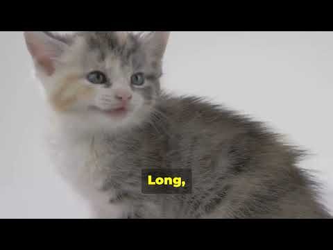 Cat Communication Explained Fast