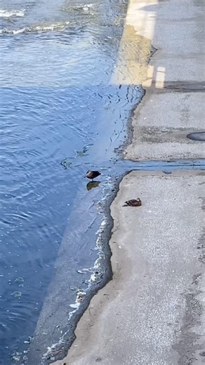 神田川の鴨達 The ducks of the Kanda River