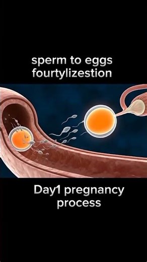 Sperm to Egg Fertilizations | First Day of Pregnancy Explained Simply