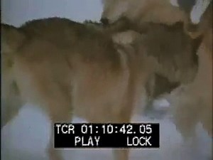 Wolves Fighting - Best Shot Footage -Stock Footage