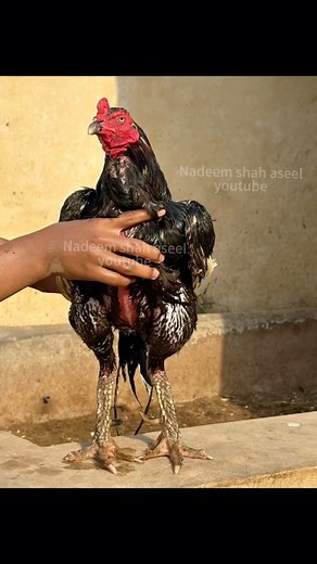 53K views · 3K reactions | Aseel collection #Aseel #chickens | Nadeem shah aseel | Facebook