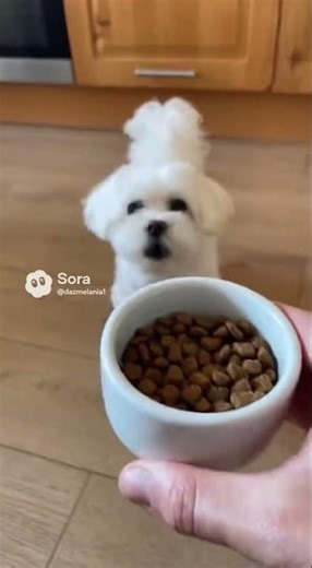 A hungry Bichon Frise… and so cute! 😆🐶