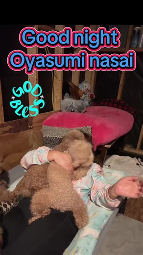 #poodle #viral #fly #familydog #akc