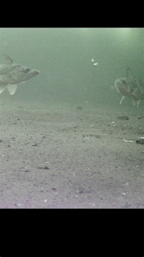 3 walleyes. Zero bites. What adjustment are you making here? 👇 • Different color • Smaller profile • More aggressive snap • Or wait them out? #underwaterworld #underwatercamera #icefishing #walleye #reelsviralシ | Unscripted Fishing