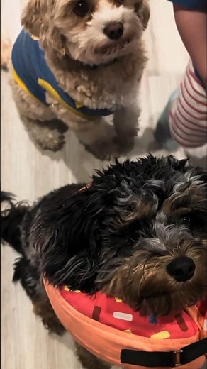 Toddler vs. three hungry puppies! 🧁🐶