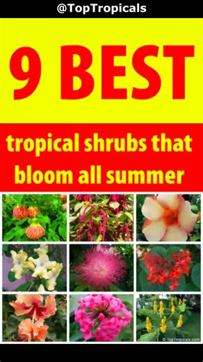 🌺 9 best tropical shrubs that bloom all summer long or year around 🌺 1. Abutilon darwinii x striatum - Fireball, Biltmore Ballgown. Lantern-like blooms in orange, red, and yellow keep coming all summer. Compact and graceful, perfect for pots or borders. 🌺 2. Acalypha hispida - Cat Tail, Chenille plant. Fuzzy red tassels dangle nonstop in the heat, adding playful texture to containers and garden beds. 🌺 3. Allamanda (many varieties). Fast growers with trumpet flowers in yellow or pink. Can be