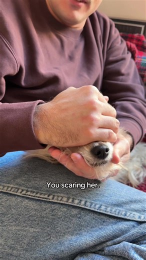 Heartwarming Dog Moments: A Tribute to Our Furry Friends