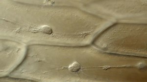 File:Cytoplasmic streaming'.webm - Wikimedia Commons