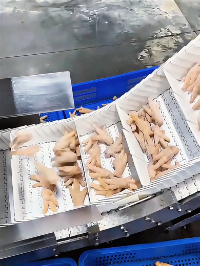 frozen chicken feet automatic packing machine with multi head weigher for 500gm-3000gm. #frozenchicken #frozenchickenpackingmachine #frozenfoodpackingmachine #chickenpackingmachine #packingmachine #packingmachinemanufacturer #packingmachinefactory