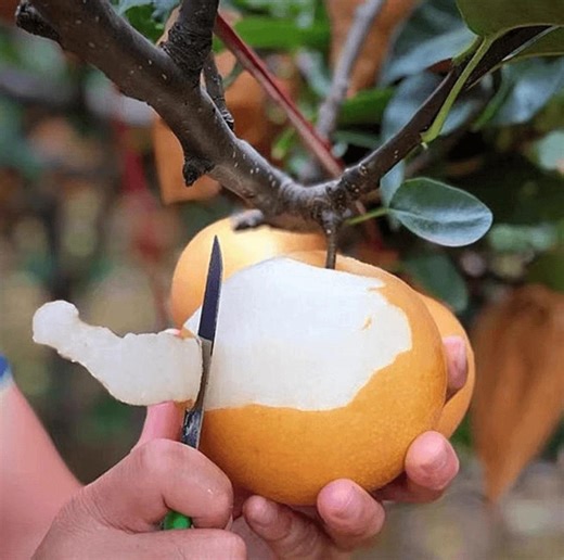 Autumn Moon Pear Asian Pear Tree - Etsy