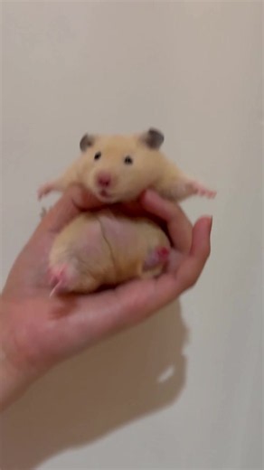 キンクマハムスターのいる生活｜かわいい飼い方と日常のコツ
