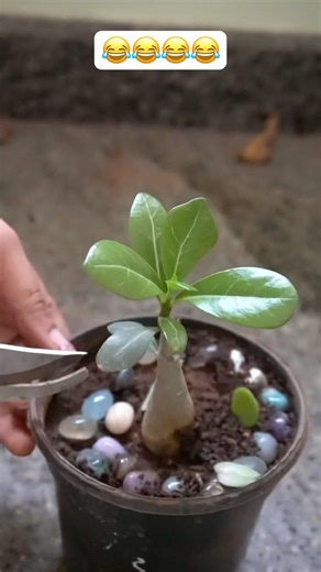 Turning Adenium into Bonsai 🌵✨ | Beginner Bonsai Preparation#adenium #plantlover #diy #viral #yt