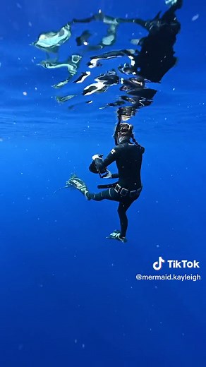 How to Swim Safely with Oceanic Whitetip Sharks