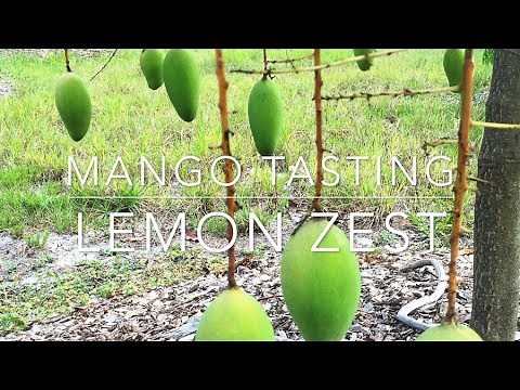 Tasting Florida Mangos - Lemon Zest Mango