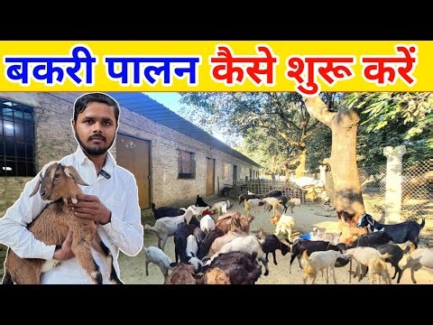 बकरी पालन कैसे शुरू करें || Bleck Bangal Goat farming Full Information