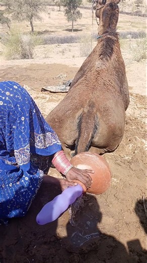 برودة الصحراء لمسة الحنان على ظهر الجمل