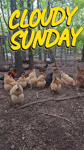 The Chickens Were Waiting For Me! 🐔 #shorts