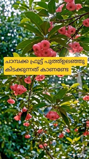 Can you see the champaka fruit lying around💕💕 #viralvideo #subscribe #shorts