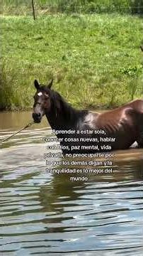 Dónde el viento corre libre los caballos marcan el paso.🏇