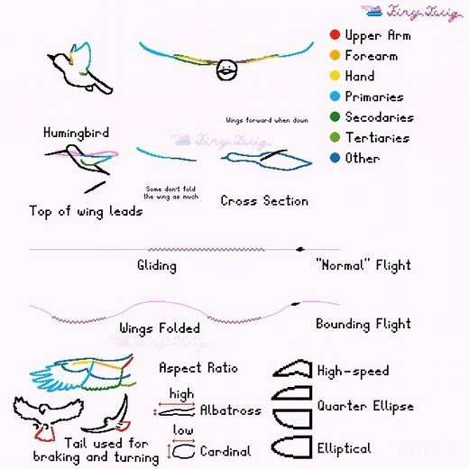 Bird Flight CORRECTED - Animation Tutorial #birds #animation #animationmeme #art