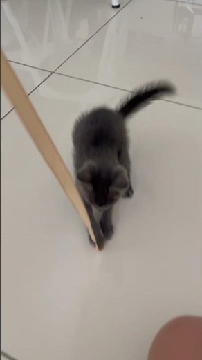British Shorthair + Domestic Short Hair Kitten For Adoption - 2 Months, Lulu Lola from Petaling Ja..