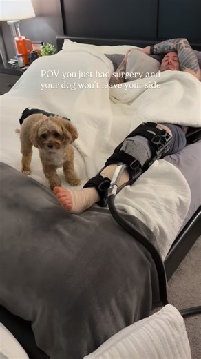 Benji has been the best nurse. He’s worked 24/7 for the past 3 weeks! 🩺 #cavapoo #mybuddybenji #dogsofinstagram #daddysboy | My Buddy Benji