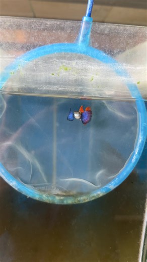 Oo nga naman hahaha #fishkeeper #guppy #fishkeepinghobby