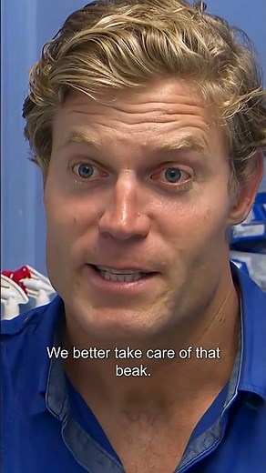 This Parrot's Unbelievably Overgrown Beak Needs a Trim! 🦜| Bondi Vet #shorts