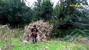 villagers plant the crops in chaitra month and harvesting it in Ashoj month. they cultivate, corn, bean and potato. | Lajim Budha
