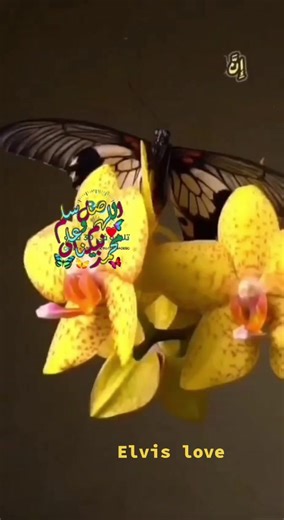 Elvis (@elvislimobus)’s videos with original sound - Elvis