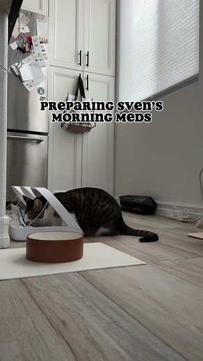 Steven the Cat Meds: Robbie the Smart Cat Being Center of Attention